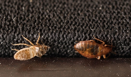 Bed Bugs