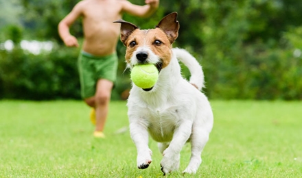 Flea Tick Yard Treatment