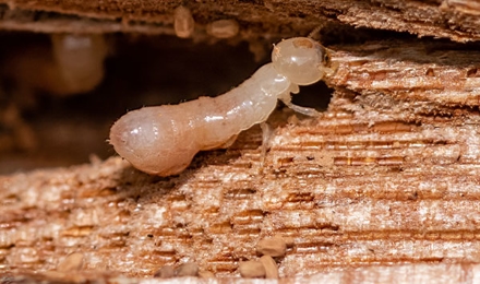Termites