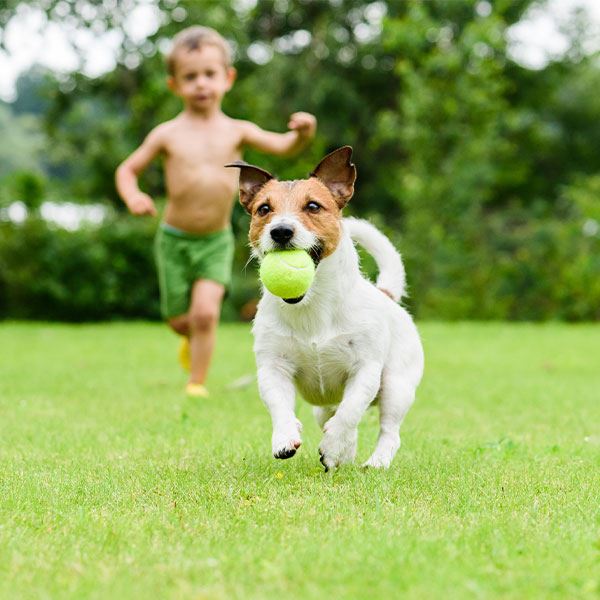 Flea Tick Yard Treatment